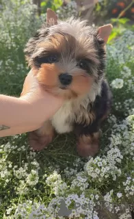 Zdjęcie №1. yorkshire terrier - na sprzedaż w Gomel | 2018zł | Zapowiedź №117387