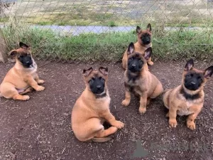 Zdjęcie №1. malinois - na sprzedaż w Querfurt | negocjowane | Zapowiedź №103121