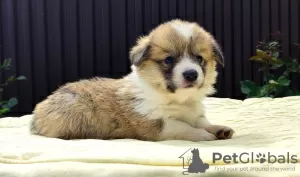 Dodatkowe zdjęcia: szczenięta welsh corgi pembroke