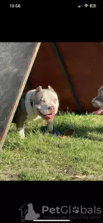 Zdjęcie №4. Sprzedam american bully w Dolgoprudny. od żłobka - cena - negocjowane