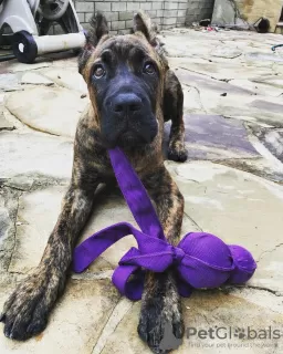 Zdjęcie №1. cane corso - na sprzedaż w Budapest | 1386zł | Zapowiedź №78807