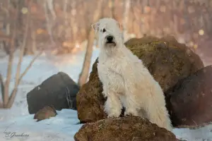 Zdjęcie №2 do zapowiedźy № 2062 na sprzedaż  irish soft coated wheaten terrier - wkupić się Federacja Rosyjska hodowca