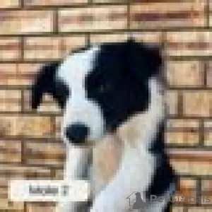 Zdjęcie №1. border collie - na sprzedaż w Urjala | Bezpłatny | Zapowiedź №128415