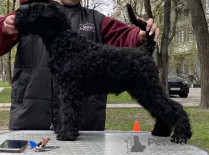 Dodatkowe zdjęcia: Kerry blue terrier szczenięta