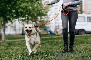 Dodatkowe zdjęcia: Miś Bailey szuka domu!