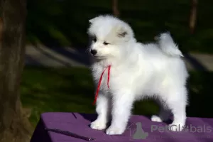 Dodatkowe zdjęcia: Sprzedam szczenięta rasy Samoyed