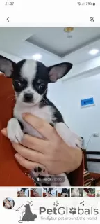 Zdjęcie №3. Mini Chihuahua. Egipt