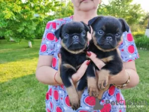 Zdjęcie №3. szczenięta petit brabancon. Białoruś