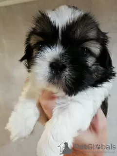 Zdjęcie №2 do zapowiedźy № 113608 na sprzedaż  lhasa apso, shih tzu - wkupić się Litwa prywatne ogłoszenie, od żłobka, hodowca