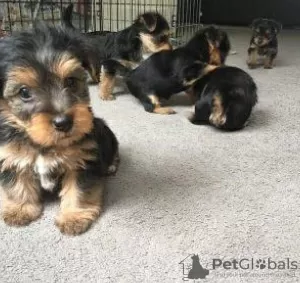 Zdjęcie №1. yorkshire terrier - na sprzedaż w Rzym | 1465zł | Zapowiedź №110898