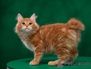 Zdjęcie №1. kurelski bobtail - na sprzedaż w Nowosybirsk | 1251zł | Zapowiedź № 9281