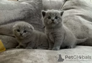 Zdjęcie №1. scottish fold - na sprzedaż w Kraków | 1553zł | Zapowiedź № 8010