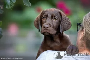 Zdjęcie №1. labrador retriever - na sprzedaż w Москва | 3094zł | Zapowiedź №64565