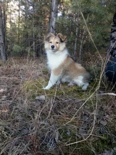 Zdjęcie №3. Chłopiec Sheltie (Owczarek Szetlandzki). Federacja Rosyjska