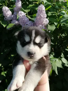 Dodatkowe zdjęcia: Szczenięta Siberian Husky, rata, przedszkola