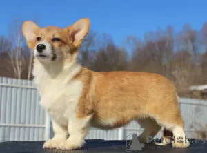 Dodatkowe zdjęcia: walijski corgi pembroke