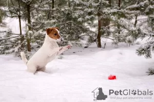 Dodatkowe zdjęcia: Szczeniak rasowy Jack Russell Terrier