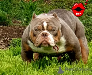 Zdjęcie №2 do zapowiedźy № 20354 na sprzedaż  american bully - wkupić się Bułgaria od żłobka