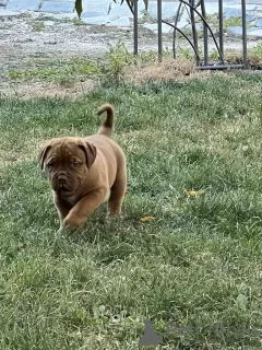 Dodatkowe zdjęcia: Dogue de Bordeaux szczenięta