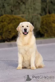 Dodatkowe zdjęcia: Golden retriever Chłopak.