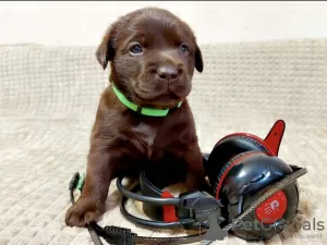 Zdjęcie №2 do zapowiedźy № 10449 na sprzedaż  labrador retriever - wkupić się Federacja Rosyjska prywatne ogłoszenie