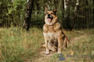 Dodatkowe zdjęcia: Dawniej kochana Alicja szuka domu.