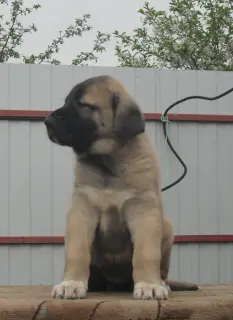 Dodatkowe zdjęcia: Szczenięta na sprzedaż Kangala (Anatolian Shepherd) Karabash