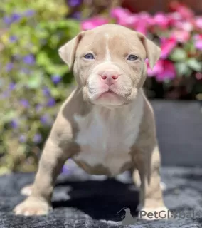 Zdjęcie №1. american bully - na sprzedaż w Vienna | 2930zł | Zapowiedź №105813