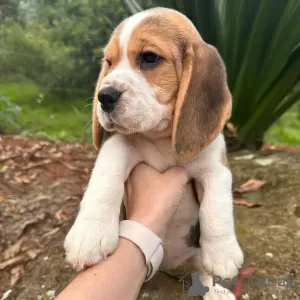 Zdjęcie №3. szukające szczeniąt beagle. Niemcy