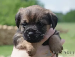 Zdjęcie №2 do zapowiedźy № 19633 na sprzedaż  border terrier - wkupić się Polska hodowca