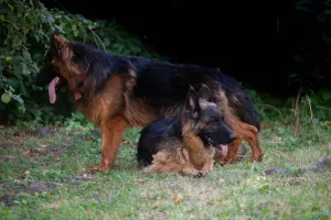 Dodatkowe zdjęcia: dziewczynka, 1,5 miesiąca, z metryką FCI zorganizujemy dostawę