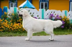 Dodatkowe zdjęcia: Golden Retriever Puppy