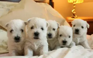 Zdjęcie №1. west highland white terrier - na sprzedaż w Mogilow | 1925zł | Zapowiedź №789