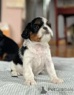 Dodatkowe zdjęcia: King Charles Spaniel