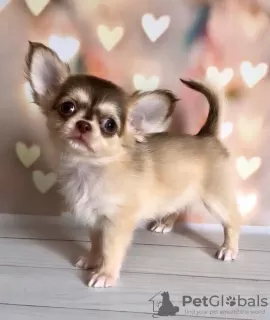 Zdjęcie №3. Chihuahua. Niemcy