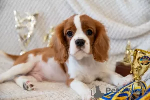 Dodatkowe zdjęcia: Szczenięta Cavalier King Charles Spaniel