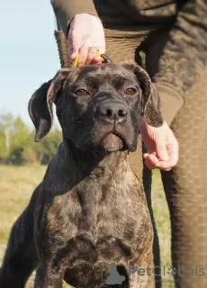 Zdjęcie №1. cane corso - na sprzedaż w Lublin | 4186zł | Zapowiedź №50900