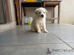 Zdjęcie №1. labrador retriever - na sprzedaż w Förby | Bezpłatny | Zapowiedź №128418