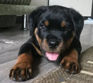 Zdjęcie №1. rottweiler - na sprzedaż w Road Town | negocjowane | Zapowiedź №49982