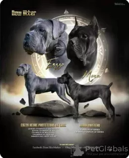 Zdjęcie №1. cane corso - na sprzedaż w Žitište | negocjowane | Zapowiedź №91607