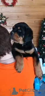 Zdjęcie №4. Sprzedam rottweiler w Krasnojarsk. prywatne ogłoszenie - cena - negocjowane