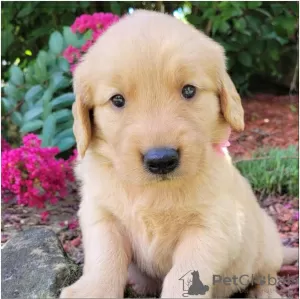 Zdjęcie №1. golden retriever - na sprzedaż w Omsk | Bezpłatny | Zapowiedź №35507