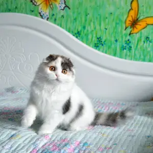 Zdjęcie №1. scottish fold - na sprzedaż w Chmielnicki | 891zł | Zapowiedź № 2391