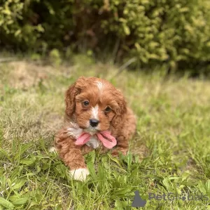 Dodatkowe zdjęcia: Cavapoo Cavadoodle