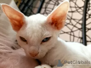 Zdjęcie №1. devon rex - na sprzedaż w Legnica | 2526zł | Zapowiedź № 17238