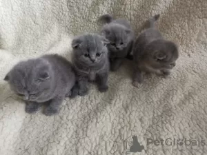 Zdjęcie №2 do zapowiedźy № 10963 na sprzedaż  scottish fold - wkupić się Finlandia prywatne ogłoszenie