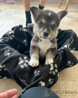 Dodatkowe zdjęcia: Urocze szczenięta Welsh Corgi gotowe do dołączenia do nowego domu na zawsze