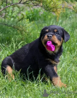 Zdjęcie №2 do zapowiedźy № 51862 na sprzedaż  rottweiler - wkupić się Białoruś od żłobka