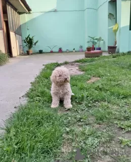 Zdjęcie №2 do zapowiedźy № 102765 na sprzedaż  lagotto romagnolo - wkupić się Serbia prywatne ogłoszenie