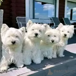 Zdjęcie №1. west highland white terrier - na sprzedaż w Łeba | 1565zł | Zapowiedź №13588